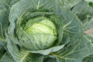 Cabbage Vegetable Green Cabbage